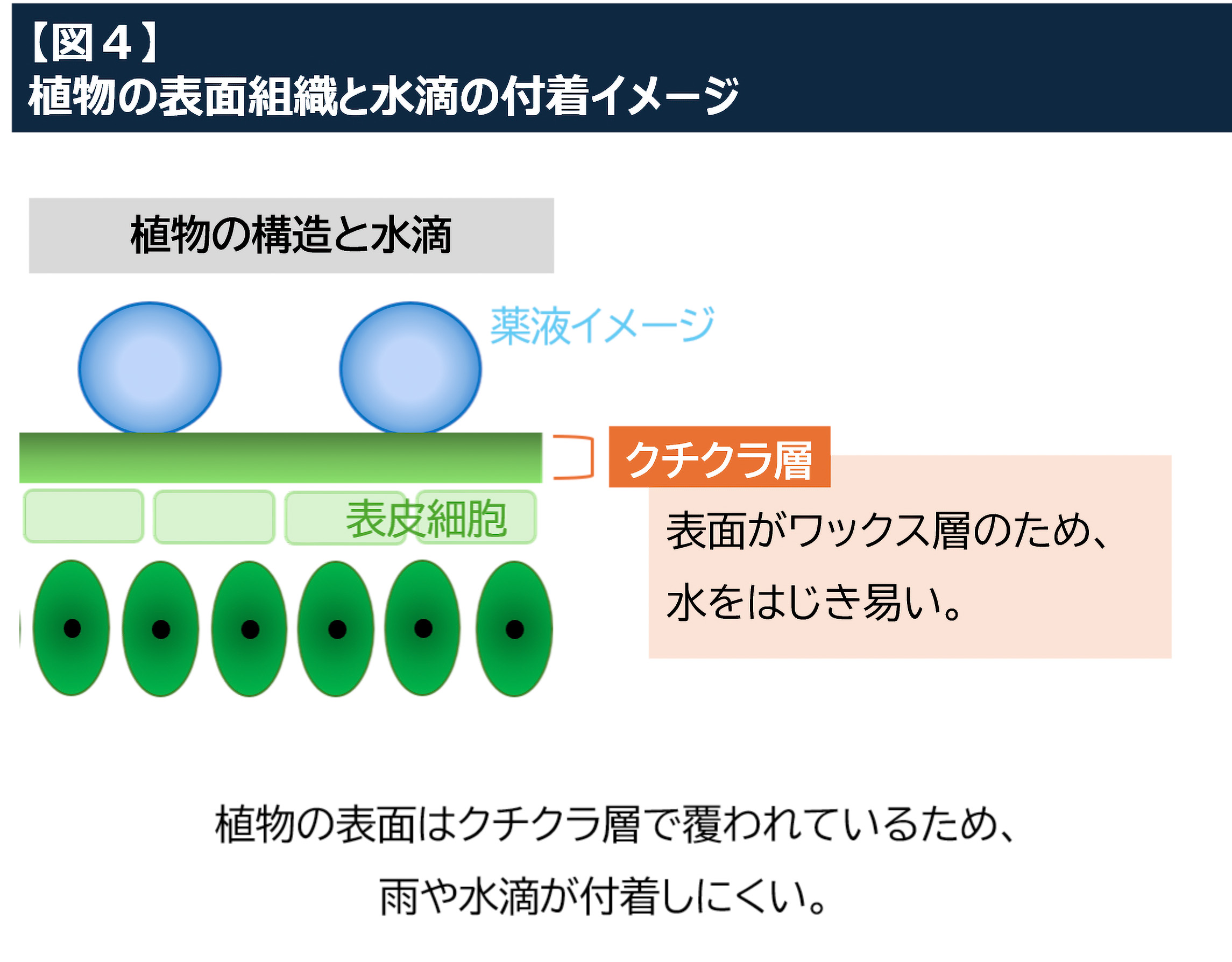 4.植物の表面-2.jpg