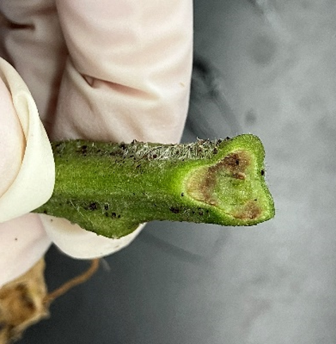 【診断動画あり】猛暑・残暑の中で、持込が増加した病害虫_シリーズ『病害虫の今!イノチオ診断室の症例から』Vol.2