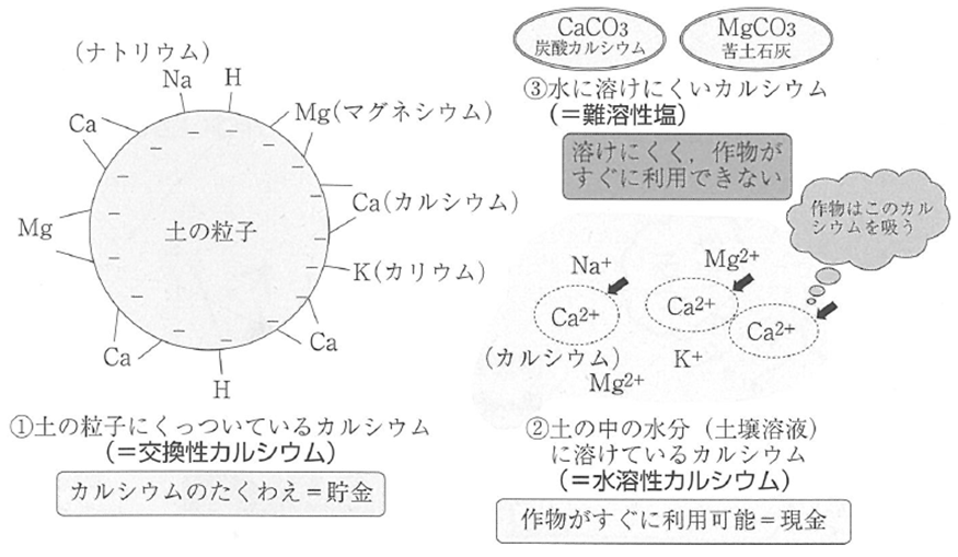 図１　土中のカルシウムの存在形態