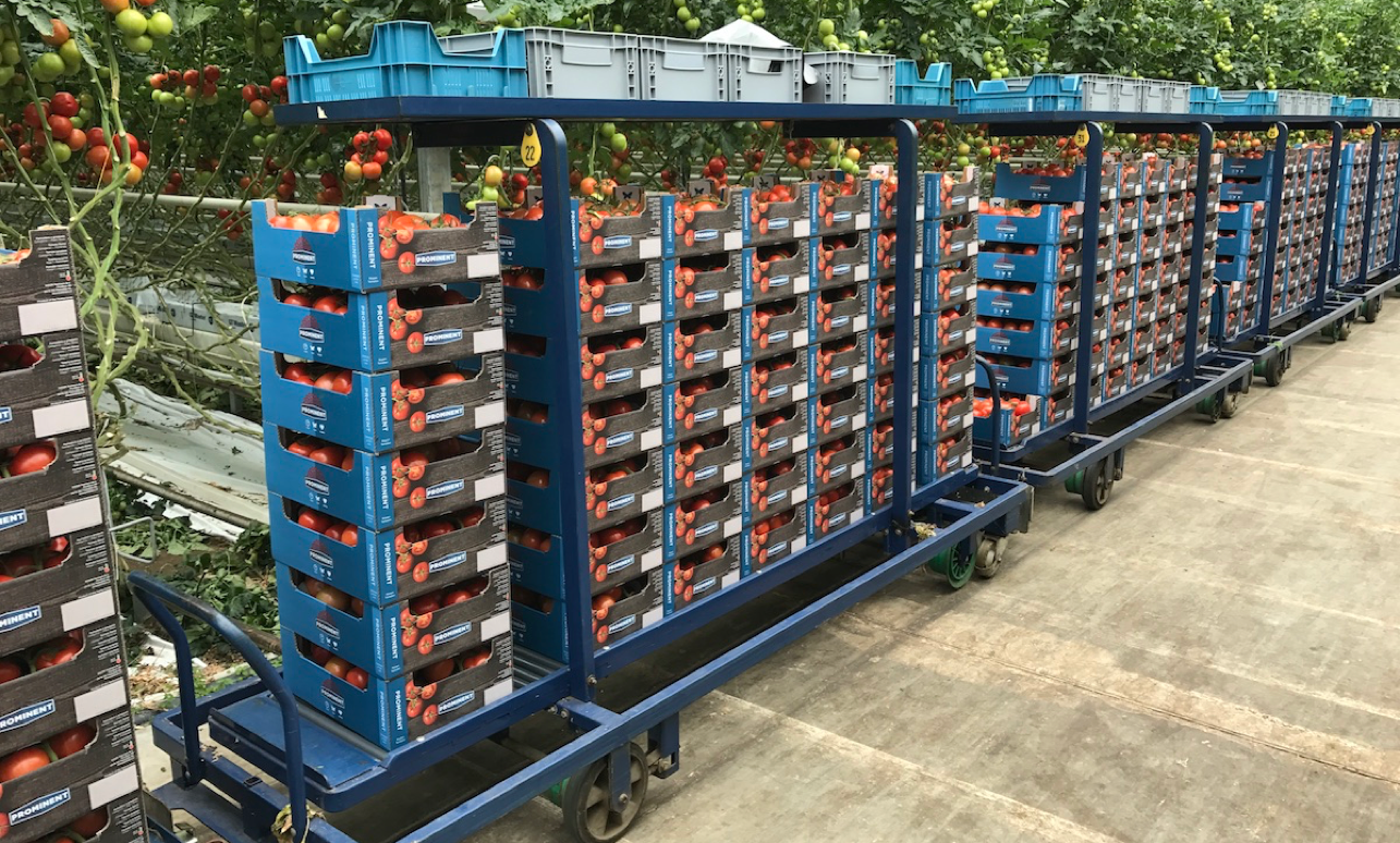 オランダの高効率栽培管理とオートメーション