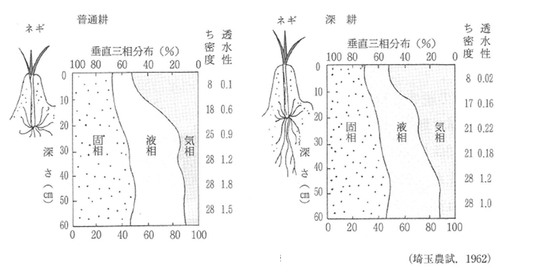 図２　深耕がネギの根の伸長と土壌の三相に及ぼす影響