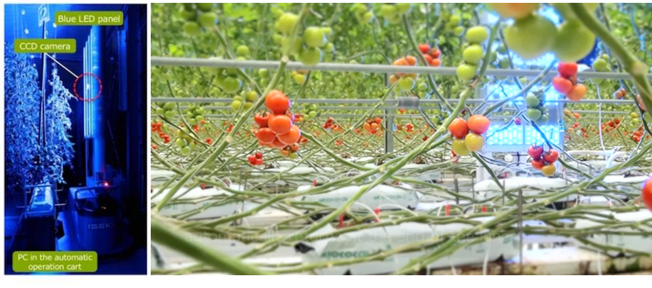 大規模施設栽培におけるデータ計測、分析、活用プロジェクト「ai tomato」